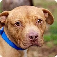 Hundreds Of Rescued Dogs Available For Adoption In The West Chester Area