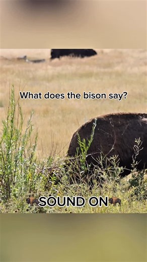 🦬SOUND ON🦬 What does the Bison say? American bison (Bison bison), also called Buffalo, in Grand Teton National Park, Wyoming. | Jackson Hole Wild at Heart
