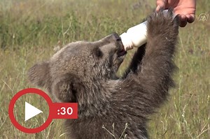 Adorable baby bear is ‘milking’ his moment