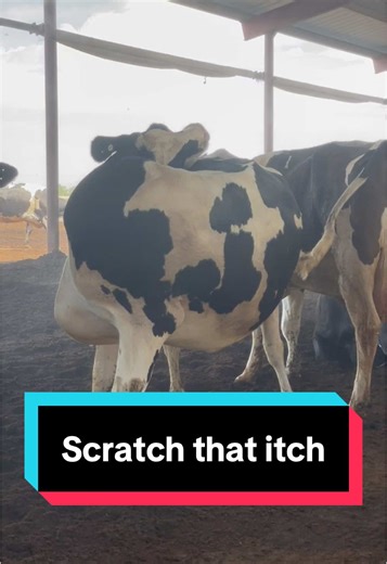 Cows Enjoying a Good Scratch: Dairy Farm Delight