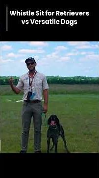 Understanding Whistle Sit for Versatile Dogs