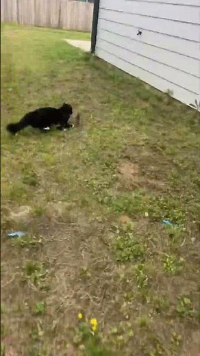 Cat Catches a Bird and Sprints Away Proudly