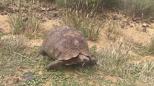 Leopard Tortoise- another great one to see while walking and stalking | Lategan Safaris