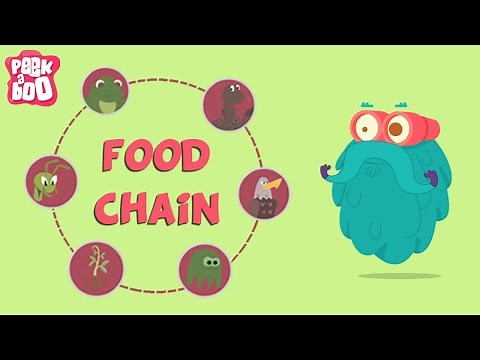 The Food Chain Explained