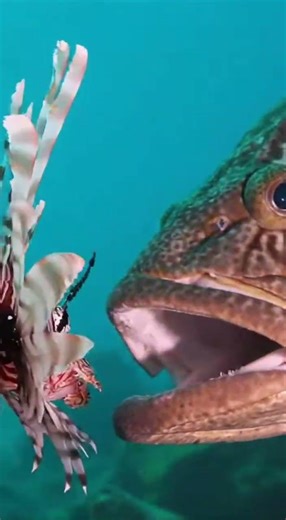 Dragonfish Attacks Bioluminescent Prey | Dark Ocean Ambush