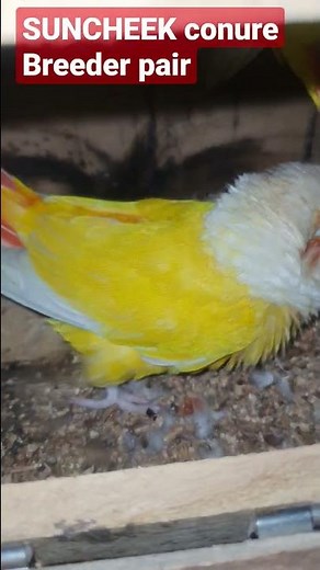 Suncheek Conure Breeder pair / conure breeding tips