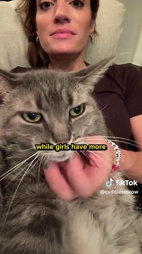 How to Tell a Cat’s Gender Easily