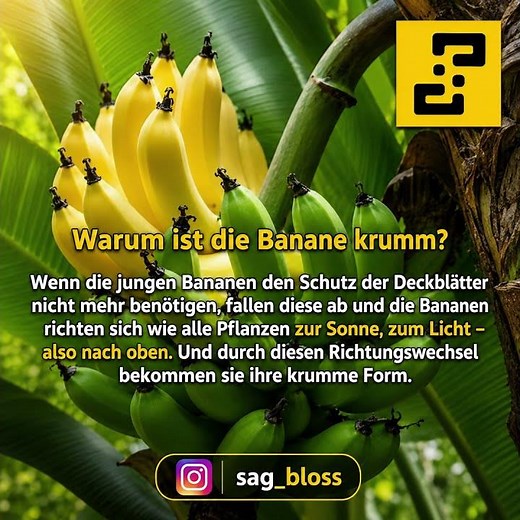 Warum ist die Banane krumm? #banane #bananekrumm #allgemeinwissen Sag Bloß!?
