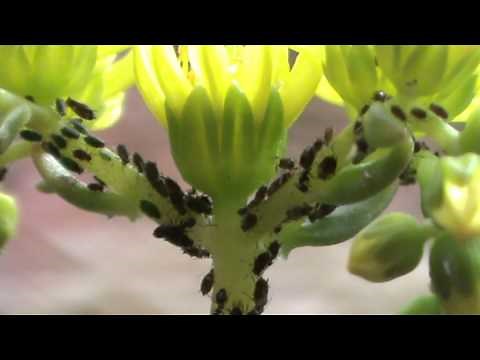 Ants collecting honeydew directly from aphids.
