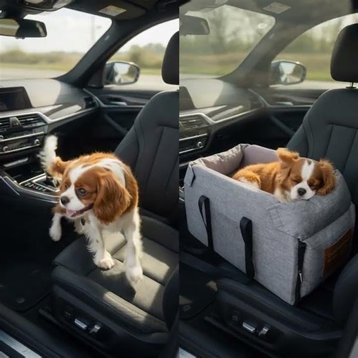 #cat #bestpetsupplies #petcareprovider #doglife #travelpetsitter