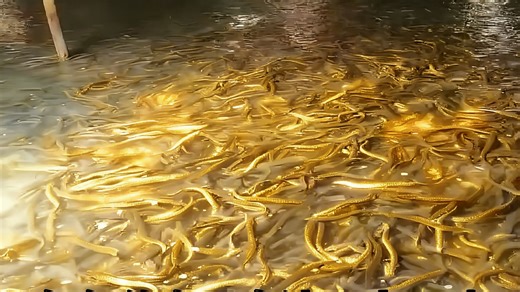 这玩意明明是全省公认的好东西，出了省却根本看不到。。。 出了省却根本看不到...rpt