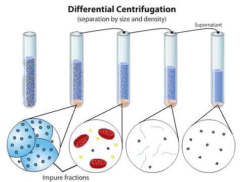Subcellular Fractionation