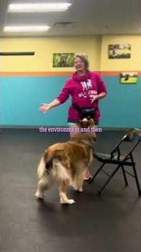 The Chair Game for Less Stress Outside With Your Dog #dogtraining