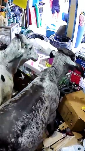 2.1M views · 10K reactions | Store wrecked after two frightened cows charge inside  | Newsner.com | Facebook