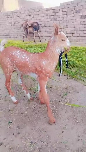 Playful Goat Enjoys Grazing in Rustic Farm Setting