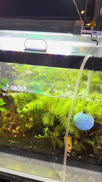 Leopard Frogs: The Final Transformation Revealed!