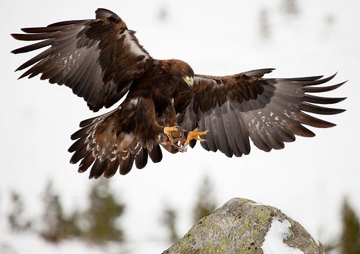How Fast Can Eagles Fly? | Speed, Vision, Hunting, & Facts | Britannica