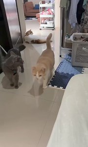 57K views · 2.4K reactions | klik reels & Beli disini >> https://shope.ee/4pkw3TyVIg?share_channel_code=4 (Pororo Official Store ) #reels | Anjali | Facebook