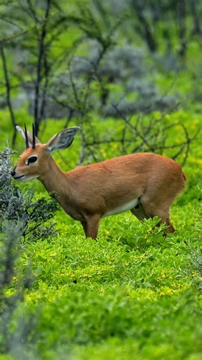 3.6K views · 45 reactions | The delicate balance of survival: a Steenbok grazes on low-level plants, extracting moisture from its food at Etosha National Park in Namibia. #namibia #etosha #steenbok #visitnamibia #travelnamibia #safari #wildlife #nature #desert #explorepage #trending #viral #wildlifephotography | Madbookings - Travel Experts in Africa & Asia | Facebook