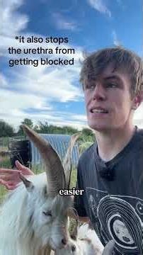 When to castrate a goat - What I do