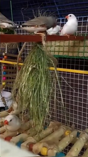 Tiny Zebra Finch Struggling to Pull Grass 👍