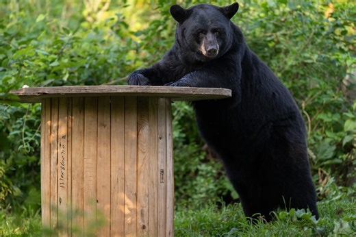 Spring arrives, but winter lingers in Montreal