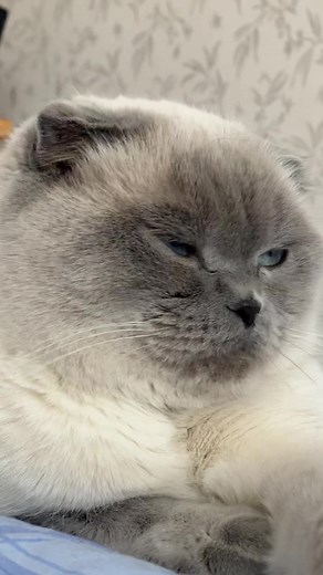 Bluepoint Scottish Fold Cats: All You Need to Know