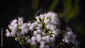 White Snakeroot (Ageratina altissima) being pollinated by flying insects, shot with beautiful shallow depth of field