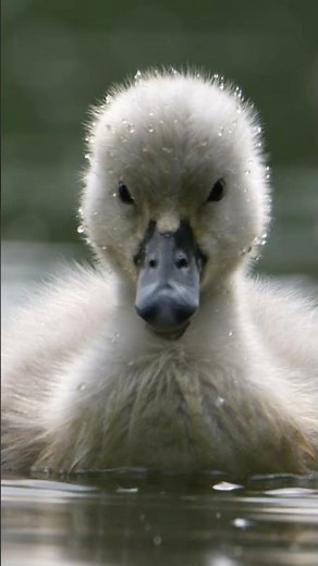 I'm Robert E Fuller, a wildlife filmmaker