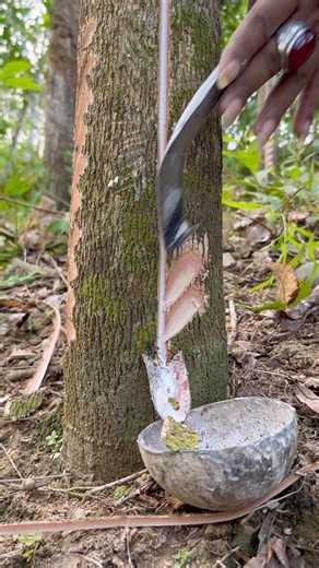 The Old Man Is Amazing At Gathering Natural Tree Sap #oddlysatisfying #rubberfarming #rubberfarmers