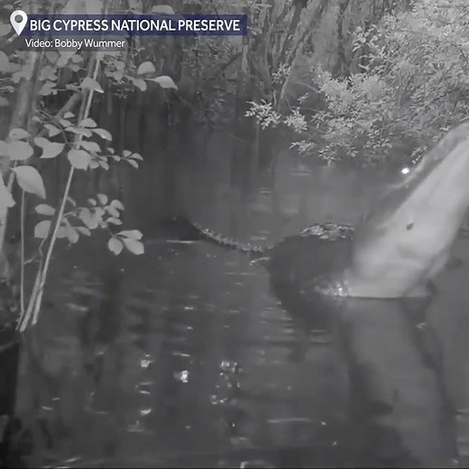 🐊 LISTEN: Bone-chilling video captures #alligators roaring at night in a #Florida swamp