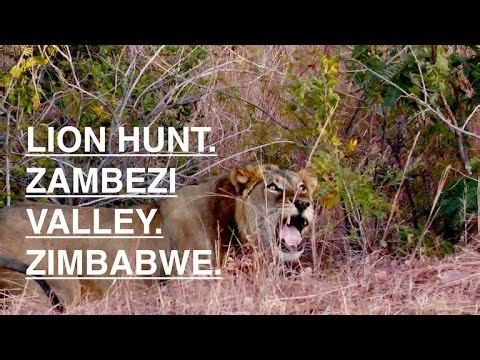 LION HUNTING IN THE ZAMBEZI VALLEY, ZIMBABWE.