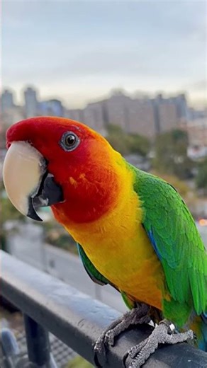 CCTV Captures Parrot Talking Directly to the Camera 😱🦜