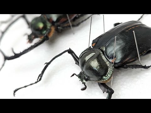 【天然記念物】ヤンバルテナガコガネと近隣に産するテナガコガネ
