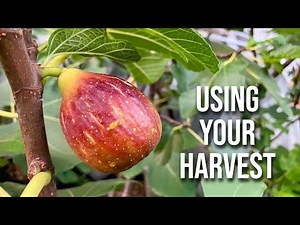 What I'm Doing With All My Figs