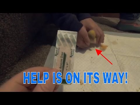 HOW TO FIX SPLAYED LEGS ON A DUCKLING AND CHICKEN UPDATE!