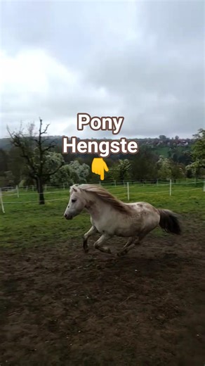Pony Freude 🐎 #pferde #pony