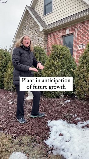 Planting Butterfly Bushes: Considerations and Tips