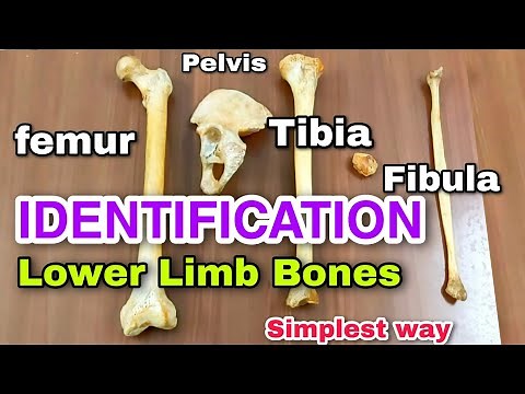 lower limb bones ll identification ll side determination || anatomy of lower limb || bones ||
