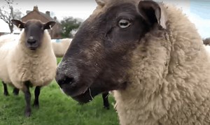 Sheep Keeping For Beginners – Family Farm Livestock