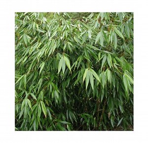 Bambou Fargesia Formidable Wenchuan