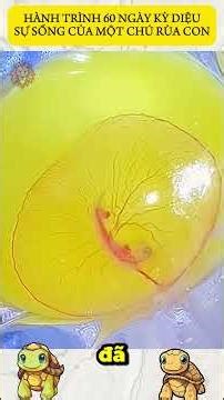 THE MIRACULOUS 60-DAY JOURNEY OF A BABY TURTLE