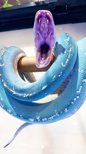 全面了解绿树蟒：特性及饲养技巧