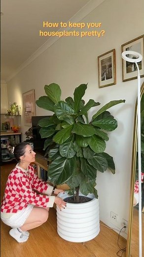 How to make your Houseplants Actually Look GOOD