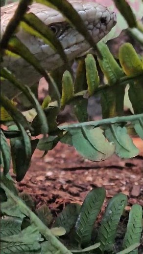 Meet the Legless Lizard! 🦎