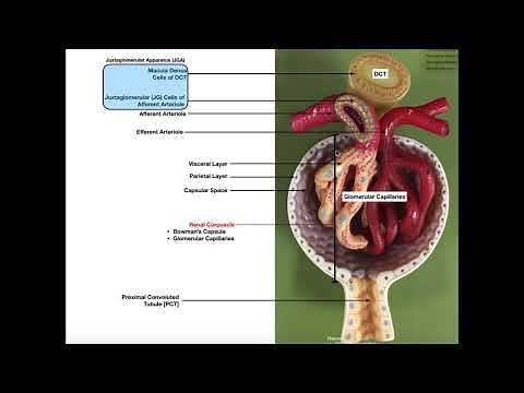 The Renal Corpuscle, Glomerulus, and Blood Filtration
