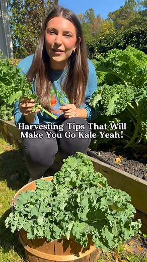 Kale Yeah! When it comes to fall and winter gardening, kale is basically that overachiever who never gets tired. It can be one of the most productive and long lasting crops in your cold season garden if you give it just a little know-how and attention. The secret? It’s all about the art of picking it like a pro! 1. Harvest from the bottom up — gently snap off the lower leaves. 2. Leave the top 3 rows of smaller leaves to keep your plant growing strong! Enjoy your bountiful harvest from your Bonn