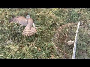 hawk traped on balchatri