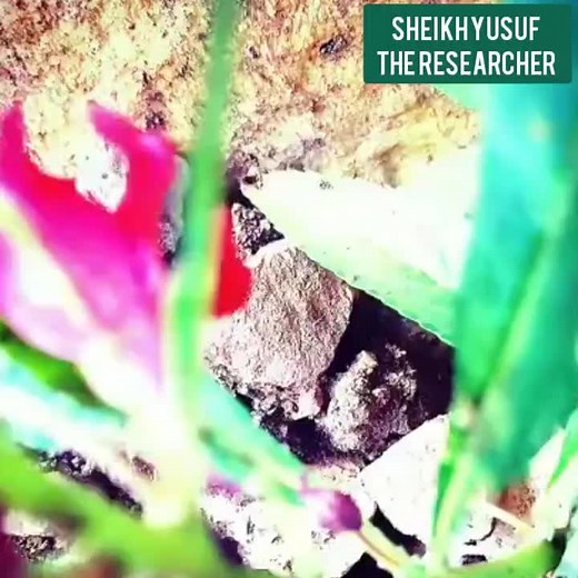 Sheikh Yusuf: Insights from a Leading Researcher