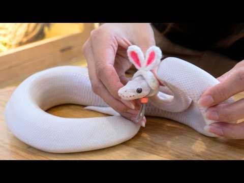 Snake Cafe Lets You Sip Coffee With Pythons 🐍☕ | Thailand’s Exotic Hangout